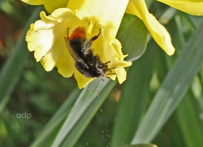 Bombus lapidarius, Red-tailed Bumblebee, Alan Prowse